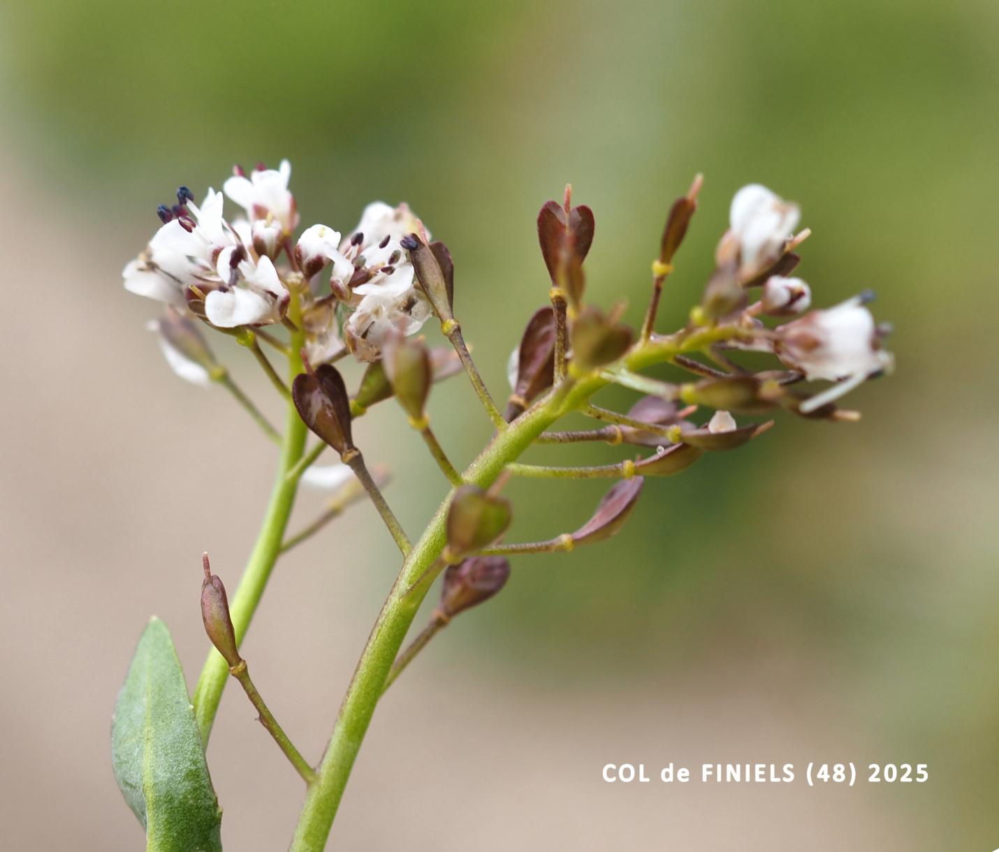 Pennycress, Alpine